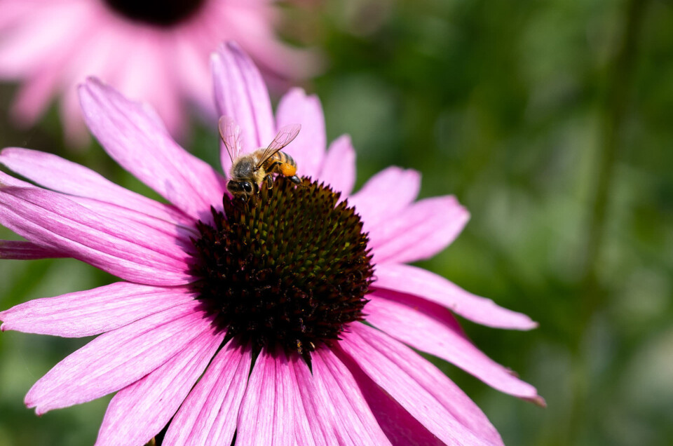 The Denver Botanic Gardens